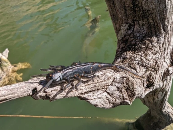 Perch için En İyi Larva Donanımları